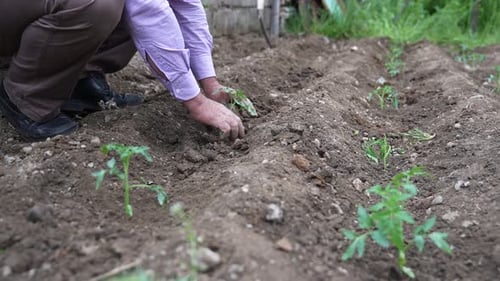 Adult Planting Seedlings in a Rural Farm Field