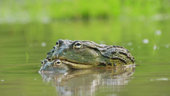 African Bullfrogs Mating In The River In Amplexus Position During Rainy ...