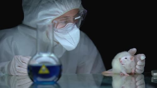 Researcher Examining White Rat in Laboratory Setting