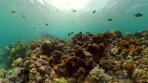 Coral Reef and Tropical Fish