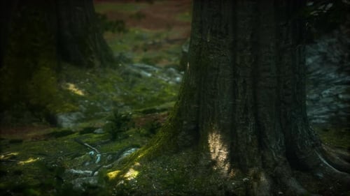 Tree Roots and Sunshine in a Green Forest with Moss