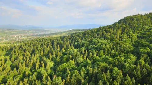 Aerial View of Green Pine Forest with Dark Spruce Trees Covering Mountain Hills
