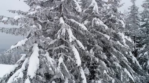 Snow Covered Evergreen Trees in Winter Forest