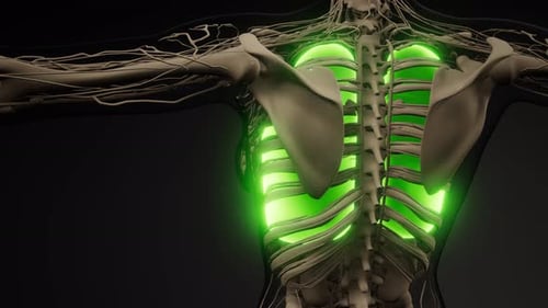 Examen radiológico de pulmones humanos