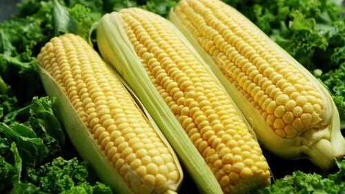 Corn Ears in Green