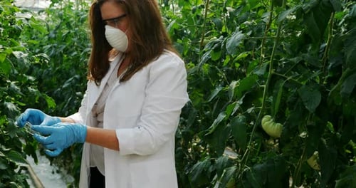 Scientist Inspecting Plants in Greenhouse Wearing Safety Gear
