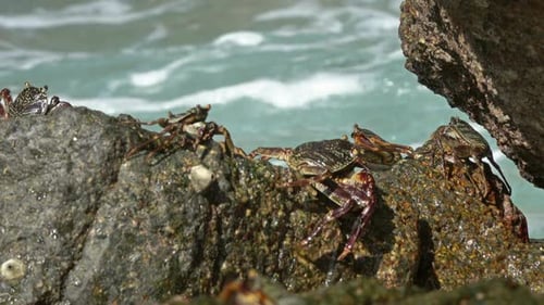 Crabs Sit on Coastal Stones, Between Sea Waves