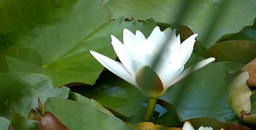 White Water Lily Floating Among Lily Pads