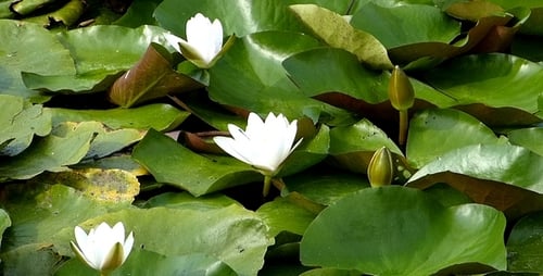 Water Lily 2