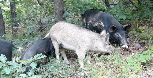 Wilde Schweine 1