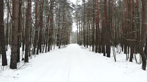 POV a Walk in the Winter Forest