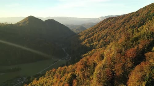 Autumn Forest