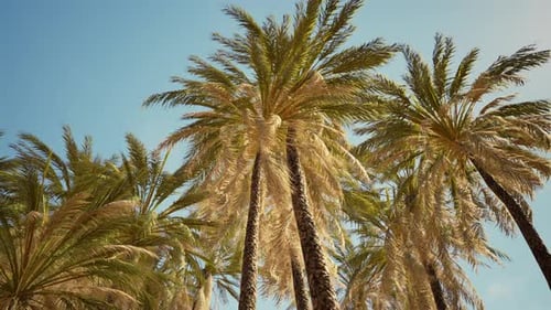Tropical Palm Trees Swaying Gently Under Clear Blue Sky