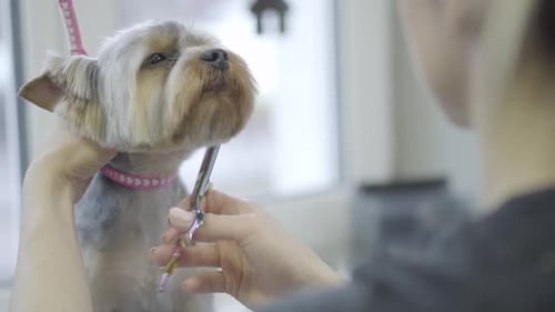 Hundefriseur schneidet Yorkshire Terrier Hundehaare mit Schere im Pflegesalon