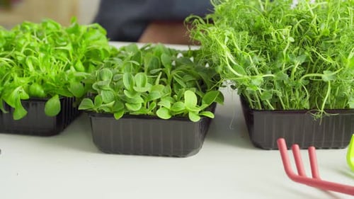 Hand of a Gardener Putting Price Tag in Front of Trays with Microgreen Close Up