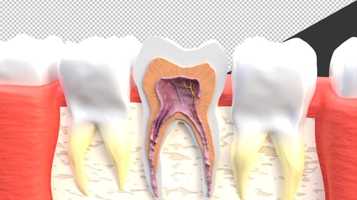 3D Animation of Human Tooth Cross Section Model with Root and Nerve Anatomy | Alpha Channel