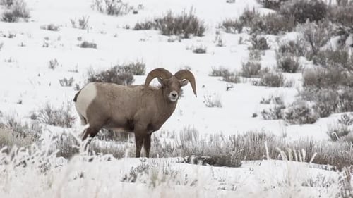 Majestic Bighorn Sheep Standing in Snowy Winter Landscape