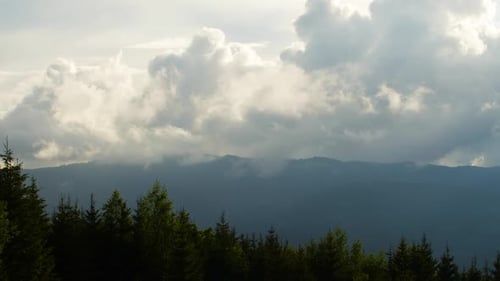 Misty Forest in Mountain. Marvelous View of Over Pine Forest in the Morning.