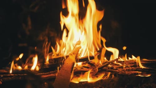 Bonfire Burning at Night in Forest. Campfire Burns on Nature. Slow Motion