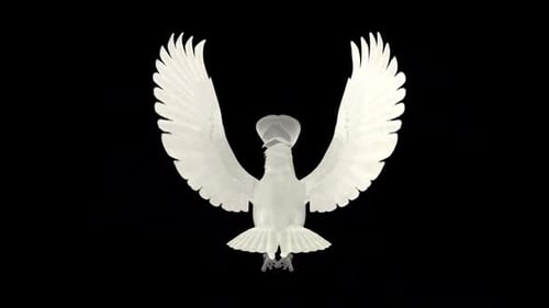 Umbrella Cockatoo - White Parrot - Flying Loop - Mack View CU - Alpha Channel