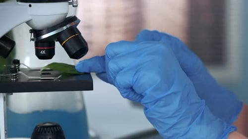 Nahaufnahme von Wissenschaftlerhänden, die Pflanzenblatt auf den Mikroskoptisch legen