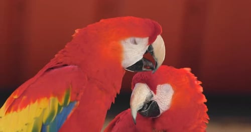 Two Red Macaw Parrots Preening Close Up