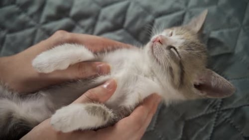 Cute Kitten Getting Pet on a Blanket