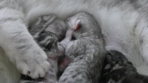 Close Up Of American Shorthair Feeding Her Kitten