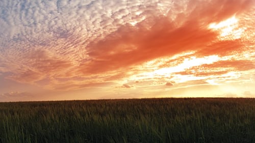Sunset Over Wheat Field Time Lapse