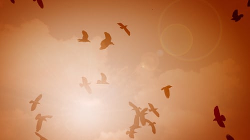 Flock of Birds Flying at Colorful Sunset