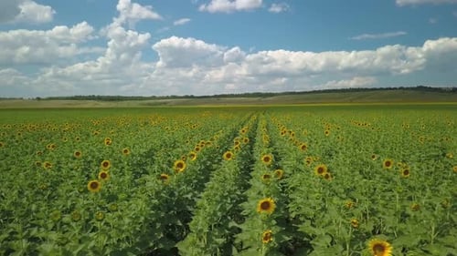 Luftlandschaft mit Sonnenblumenfeld und malerischem bewölktem Himmel