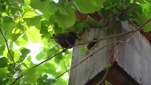 Starling feeding chicks in a birdhouse