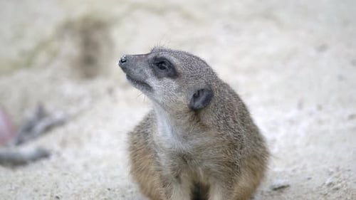 Suricata Suricatta Meerkat ruht sich an heißen Sommertagen im Freien aus und schaut sich um