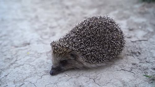 Perigo para animais selvagens