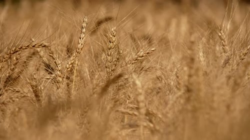 Wheat Fields