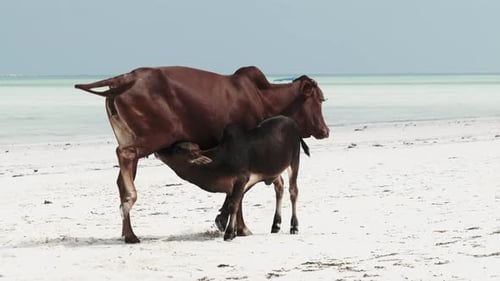 African Humpback Cow Feeds a Calf on a Tropical Sandy Beach By Ocean Zanzibar