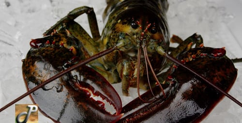 Fresh Raw Lobster on Ice Display
