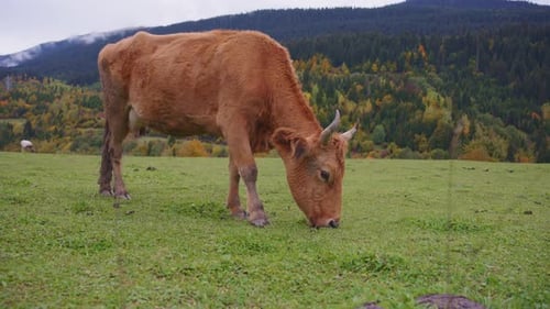 Beautiful wild cow on the meadow