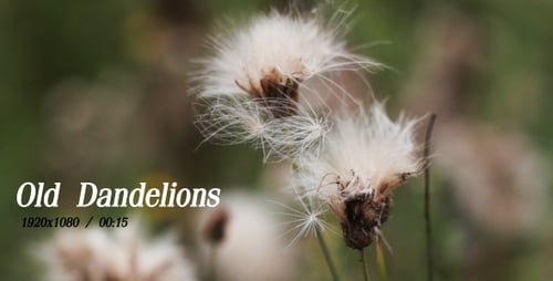 Old Dandelions