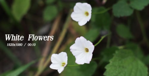 White Flowers