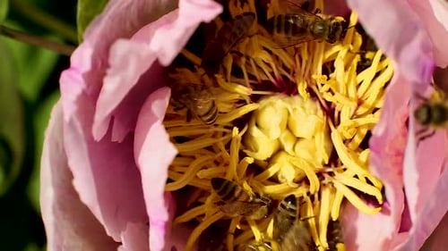 Bees Pollinating Pink Flower Blossom During Daytime