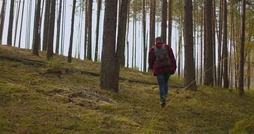 Slow Motion: Man Hiking in Green Forest on Sunny Autumn Day. Back View of Active Healthy Male with a