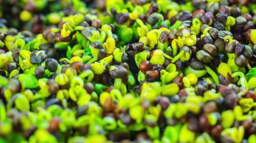 Seeds Germinating and Sprouting into Microgreens Time Lapse