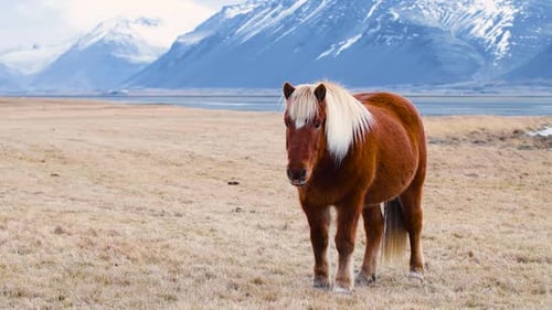 Icelandic Horse Posing in a Field Surrounded By Scenic Nature of Iceland