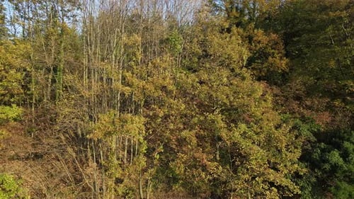 Autumn Trees
