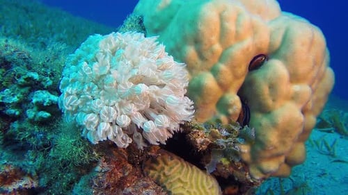 Vibrant Coral Reef Ecosystem Underwater Close-Up