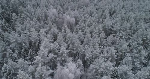 Winter Landscape with Forest