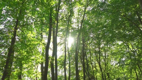 Sunlight Shining Through Forest Canopy With Green Leaves