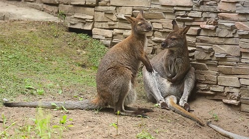 Känguru