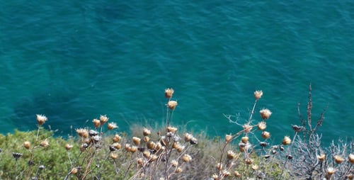 La planta y el mar